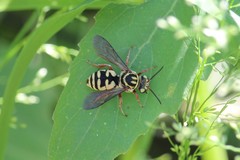 Triepeolus grandis