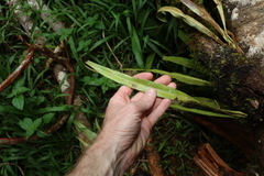 Microsorum australiense