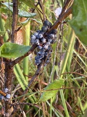 Morella caroliniensis