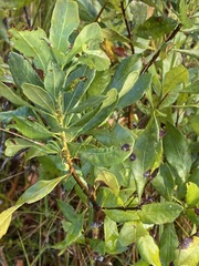 Morella caroliniensis