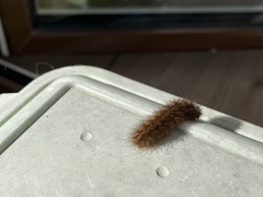 Phragmatobia