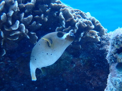 Arothron nigropunctatus