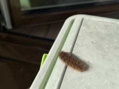 Phragmatobia