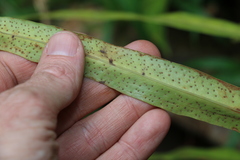 Microsorum australiense