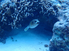 Arothron nigropunctatus