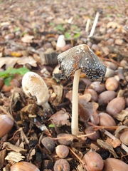 Coprinopsis picacea