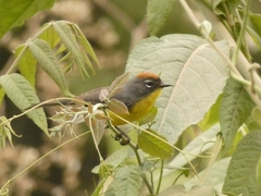 Myioborus brunniceps