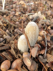 Coprinopsis picacea