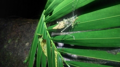 Phricta aberrans