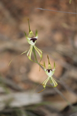 Caladenia tentaculata