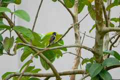 Spermestes cucullata