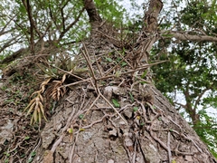 Gleditsia amorphoides