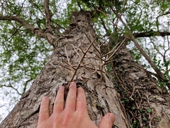 Gleditsia amorphoides