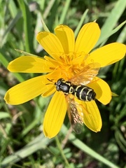 Chrysotoxum festivum