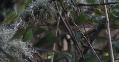 Phylloscopus schwarzi
