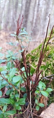 Calyptospora columnaris