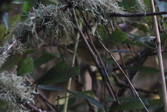 Phylloscopus schwarzi