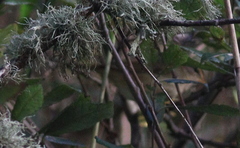 Phylloscopus schwarzi