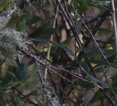 Phylloscopus schwarzi