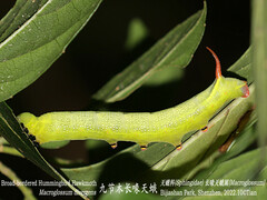 Macroglossum divergens