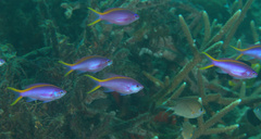 Mirolabrichthys tuka