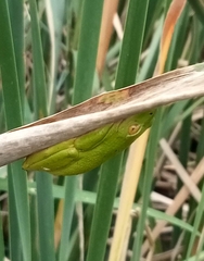 Hyperolius tuberilinguis