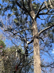 Colobus caudatus
