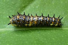 Papilio anactus