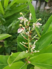 Alpinia galanga