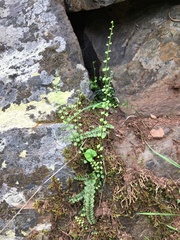 Asplenium flabellifolium