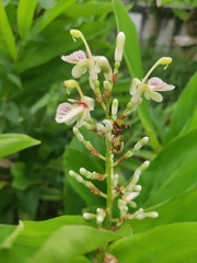 Alpinia galanga