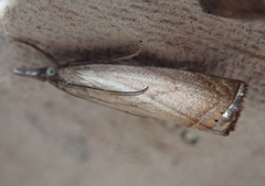 Chrysoteuchia culmella
