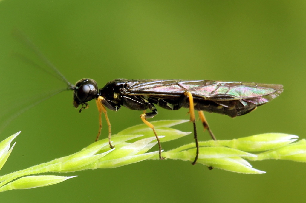 Cephus brachycercus