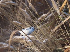 Cyanistes cyanus