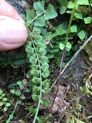 Asplenium flabellifolium