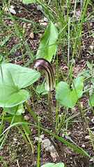 Arisarum vulgare
