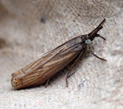 Chrysoteuchia culmella