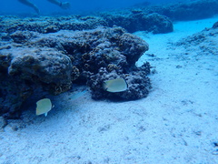 Chaetodon citrinellus