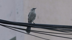 Mimus longicaudatus