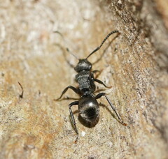 Polyrhachis phryne