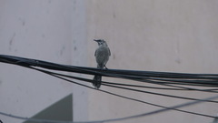 Mimus longicaudatus
