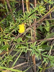 Hypericum brachyphyllum