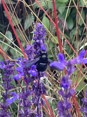 Xylocopa