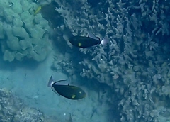 Melichthys vidua