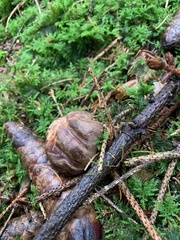 Cyanoboletus pulverulentus