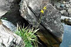 Moraea huttonii