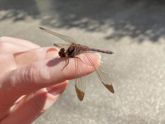 Sympetrum infuscatum