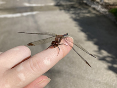 Sympetrum infuscatum