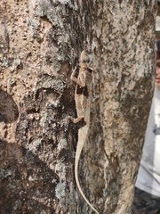 Chamaeleonidae