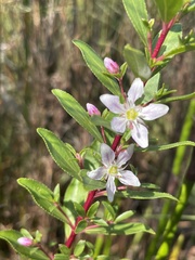 Agathosma crenulata